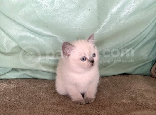 Safkan Bluepoi̇nt Bri̇ti̇sh Shorthai̇r görsel