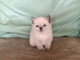 Safkan Bluepoi̇nt Bri̇ti̇sh Shorthai̇r