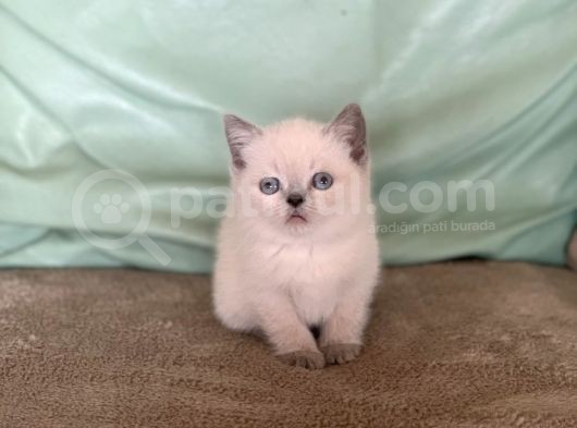 Safkan Bluepoi̇nt Bri̇ti̇sh Shorthai̇r görsel