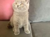 Eği̇ti̇mli̇ Bakimli Bitish