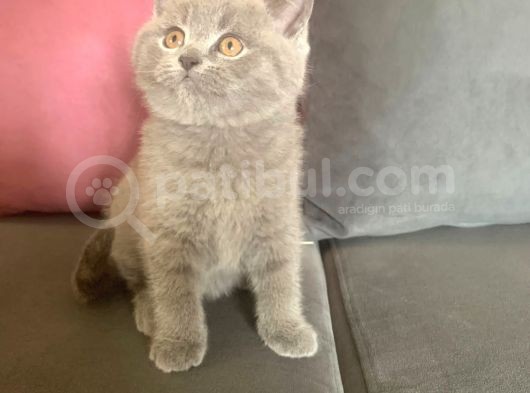 Eği̇ti̇mli̇ Bakimli Bitish görsel