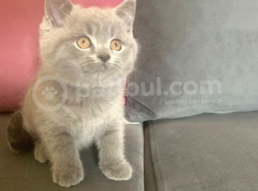 Eği̇ti̇mli̇ Bakimli Bitish