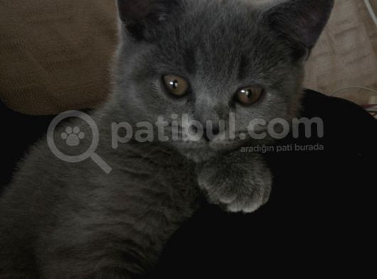 Tesli̇me Hazir Tüy Dökmeyen British Shorthair