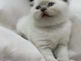 Yavru Kedi