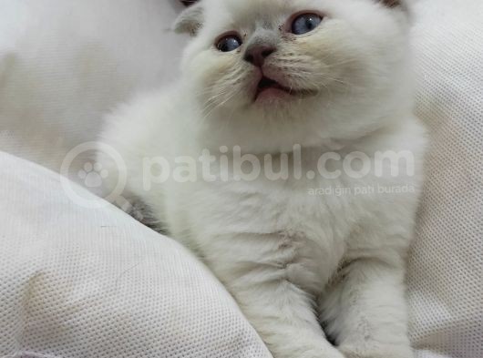 Yavru Kedi görsel