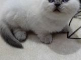 Yavru Kedi