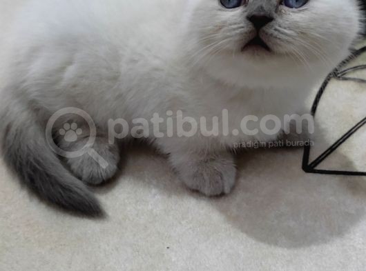Yavru Kedi görsel