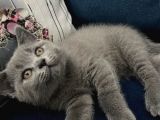 Tesli̇me Hazir Tüy Dökmeyen British Shorthair