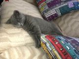 Tesli̇me Hazir Tüy Dökmeyen British Shorthair