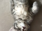 2 Aylık British Shorthair Yavrular