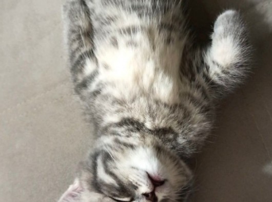 2 Aylık British Shorthair Yavrular görsel