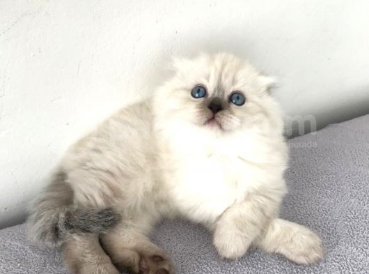 Scottish Fold Yavrular A++ Kalite görsel