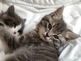 2 Aylık British Shorthair Yavrular