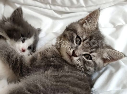 2 Aylık British Shorthair Yavrular görsel