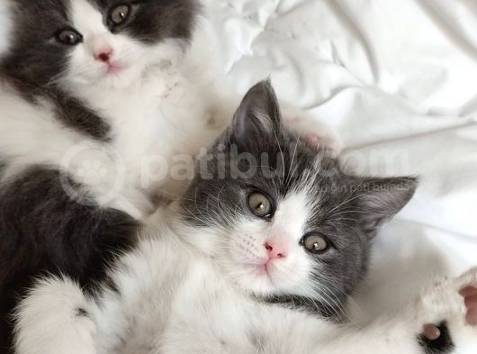 2 Aylık British Shorthair Yavrular