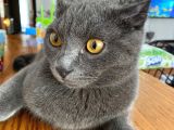 Baba British Sorthair Anne Russian Blue