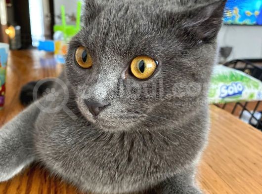 Baba British Sorthair Anne Russian Blue görsel