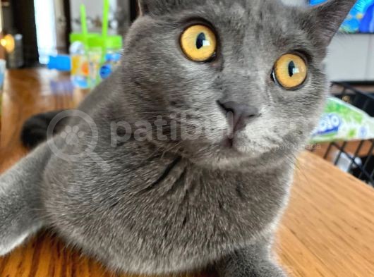 Baba British Sorthair Anne Russian Blue