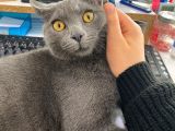 Baba British Sorthair Anne Russian Blue