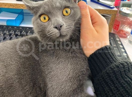 Baba British Sorthair Anne Russian Blue görsel