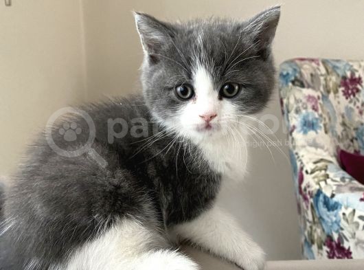 2 Aylık British Shorthair Yavrular görsel