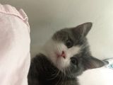2 Aylık British Shorthair Yavrular