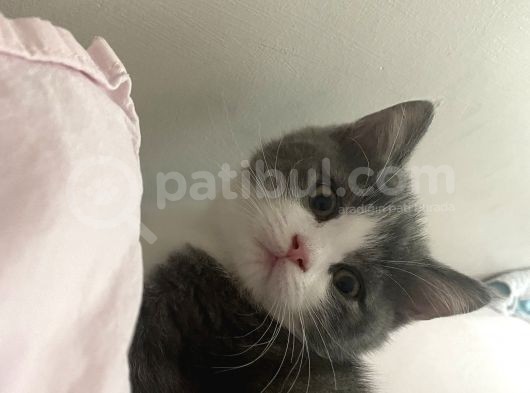 2 Aylık British Shorthair Yavrular görsel