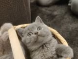 British Shorthair Safkan Yavrular