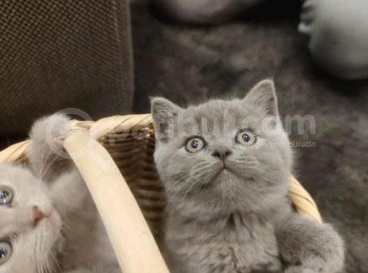 British Shorthair Safkan Yavrular