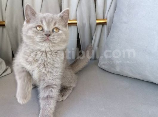Scotti̇sh Fold & Bri̇ti̇sh Shorthai̇r Yavrular