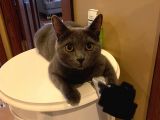 Baba British Sorthair Anne Russian Blue