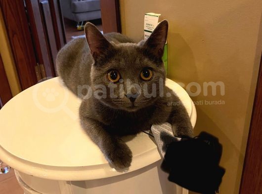Baba British Sorthair Anne Russian Blue görsel