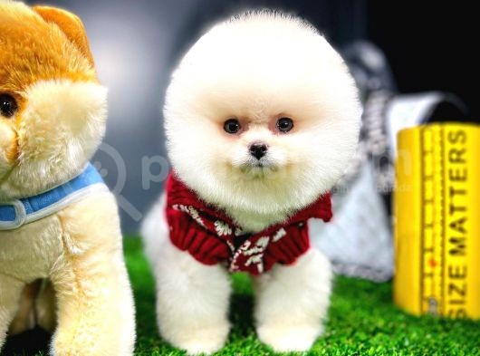 Ayı Surat Pomeranian Boo Yavrularımız