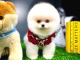 Ayı Surat Pomeranian Boo Yavrularımız