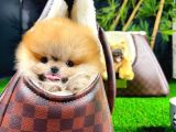 Irk ve Sağlık Garantili Pomeranian Boo Yavrularımız