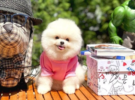 Ayı Surat Pomeranian Boo Yavrularımız