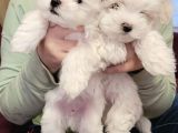 Mini Boy Maltese Sevimli Yavrular