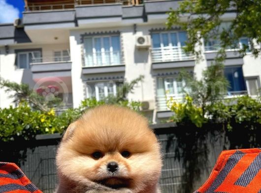 Hari̇ka Güzelli̇kte Safkan Pomerani̇an Kizimiz görsel