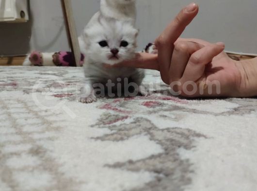 British Shorthair Silver Shaded - Ns 11 (3 Haftalık)