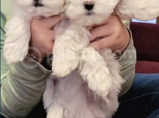 Mini Boy Maltese Sevimli Yavrular görsel