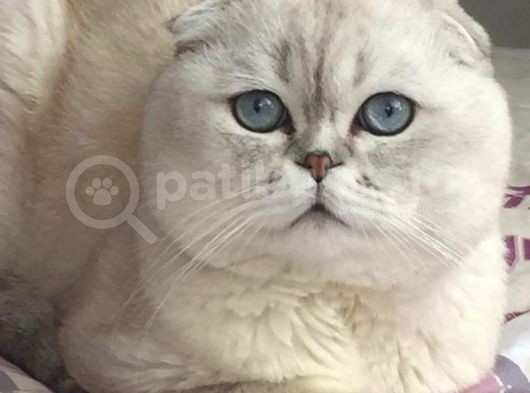 Silver Point Bebeklerim Yeni Ailesini Arıyor görsel