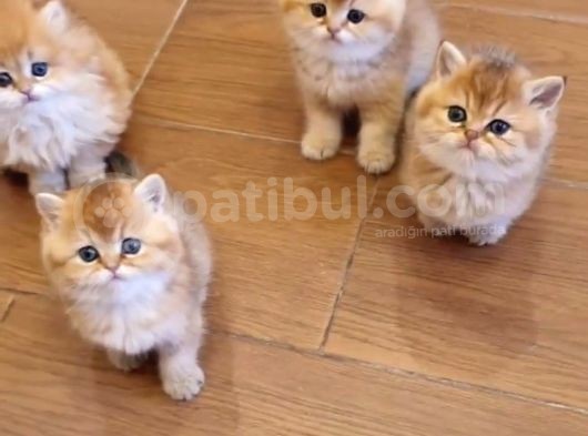 British Shorthair Yavrular görsel