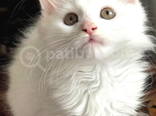 Mainecoon Yavrular görsel
