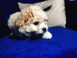 Güzel Maltipoo Kızımız