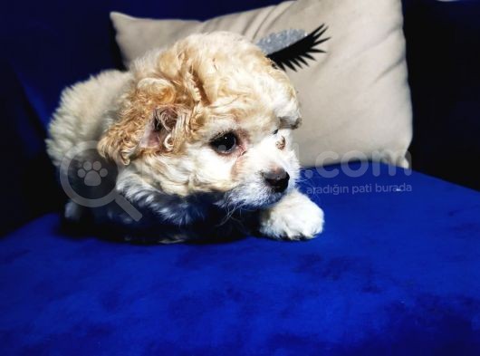 Güzel Maltipoo Kızımız görsel