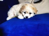 Güzel Maltipoo Kızımız