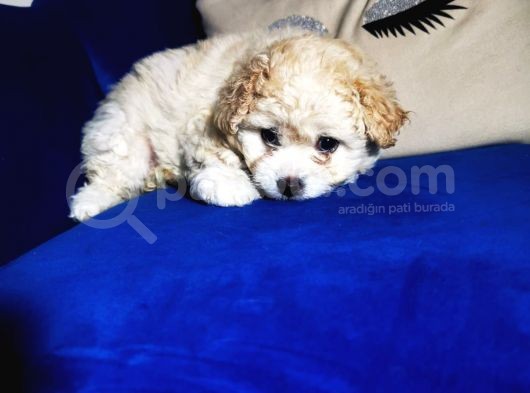 Güzel Maltipoo Kızımız görsel