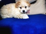 Güzel Maltipoo Kızımız