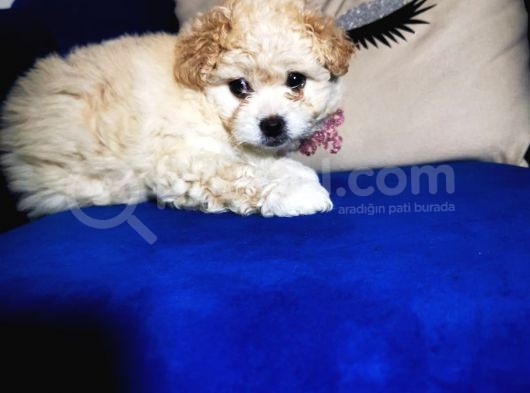 Güzel Maltipoo Kızımız