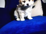 Güzel Maltipoo Kızımız